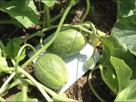 Melon Goldie f1