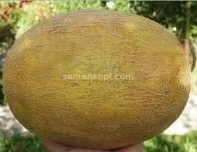 Melon Goldie f1