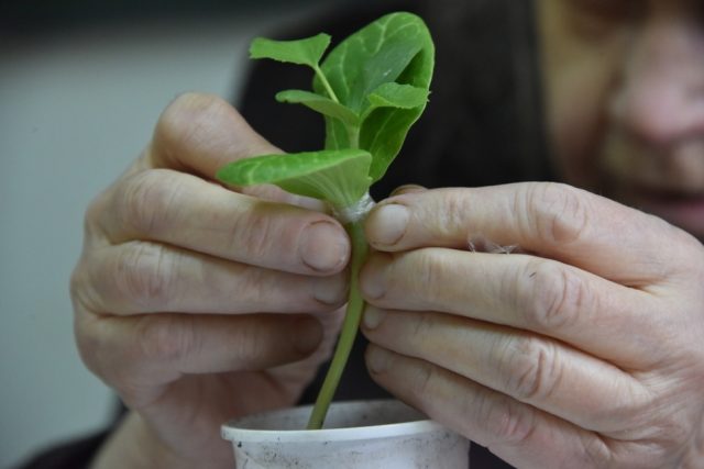 melon grafting