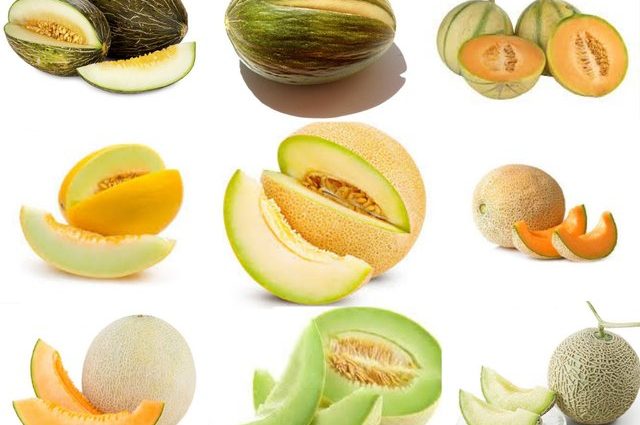 Melon Gulyabi: characteristics of the variety and useful properties