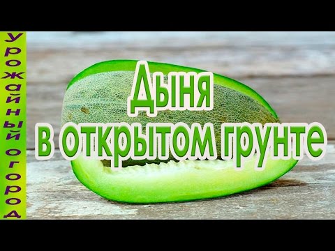 Melon Gulyabi: photo and description