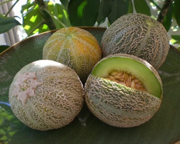 Melon Gulyabi: photo and description