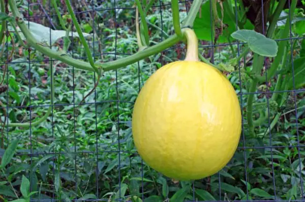 Melon is a berry or fruit, to which family does it belong?