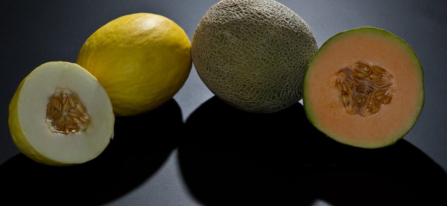 Melon is a berry or fruit, to which family does it belong?