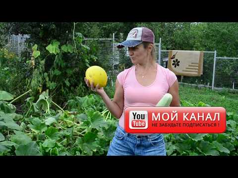 Melon Kolkhoz Woman: photo, description, benefits and harms