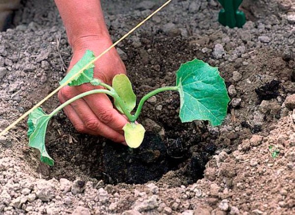 Melon Kolkhoznitsa: variety description and cultivation