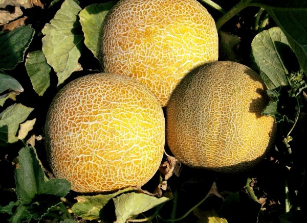 Melon Kolkhoznitsa: variety description and cultivation