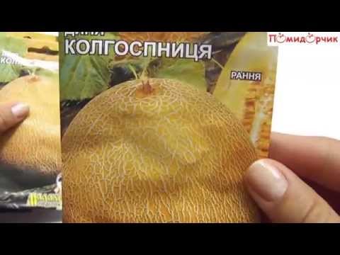 Melon Kolkhoznitsa: variety description and cultivation