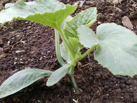 Melon like a pumpkin: an overview of the most unique ways of grafting