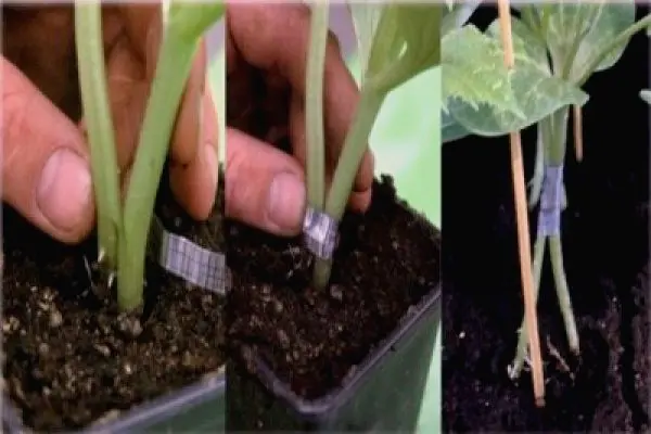 Melon like a pumpkin: an overview of the most unique ways of grafting