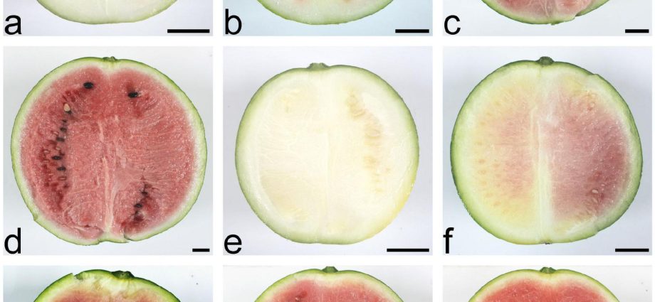 Melon like a pumpkin: an overview of the most unique ways of grafting