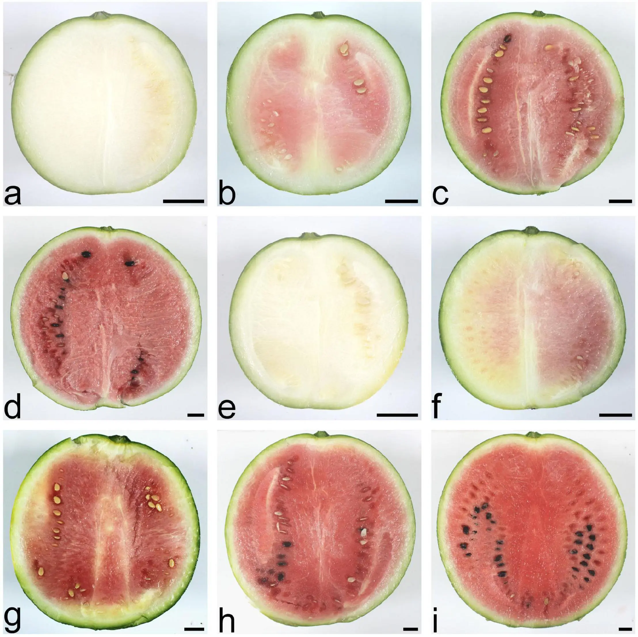 Melon like a pumpkin: an overview of the most unique ways of grafting