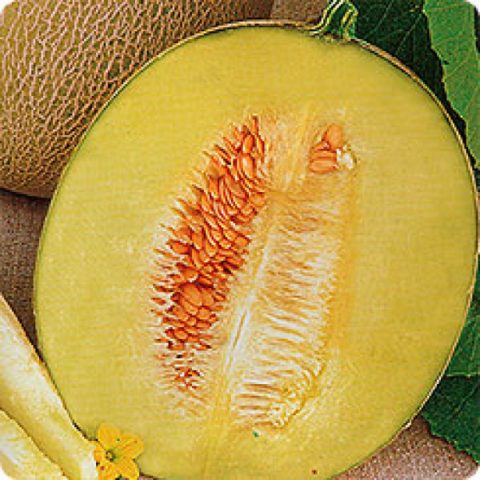 Melon Passport F1