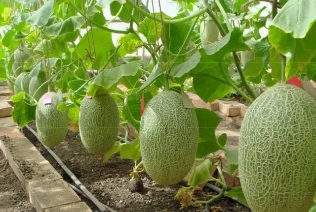 Melon Torpedo: how to choose and how to grow