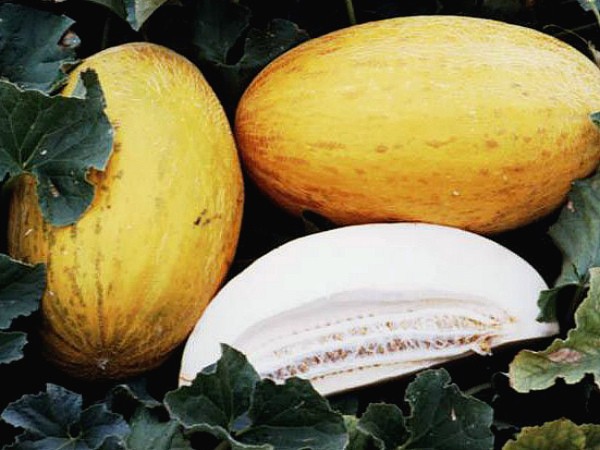 Melon Torpedo (Rainbow): cultivation and characteristics of the variety