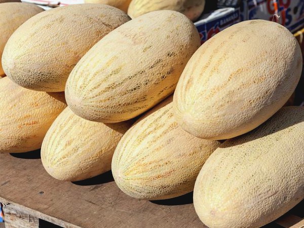 Melon Torpedo (Rainbow): cultivation and characteristics of the variety