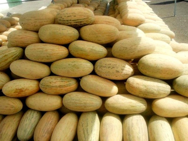 Melon Torpedo (Rainbow): cultivation and characteristics of the variety