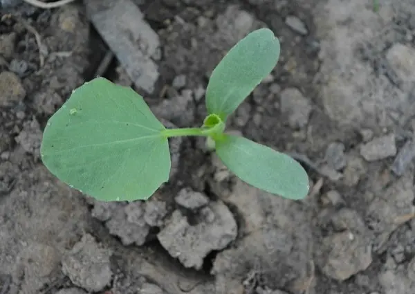 Melon Torpedo (Rainbow): cultivation and characteristics of the variety