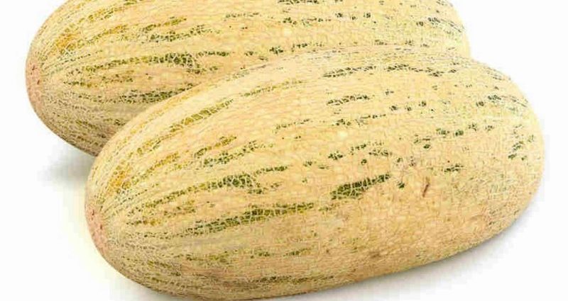 Melon Torpedo (Rainbow): cultivation and characteristics of the variety