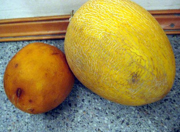 Melon Turkmen: features and advantages of the variety