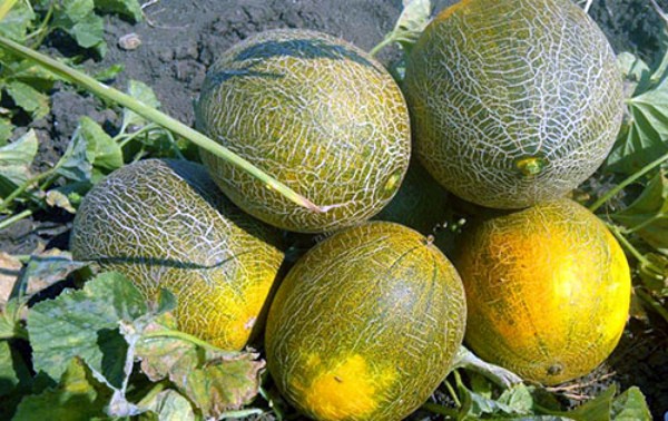 Melon Turkmen: features and advantages of the variety