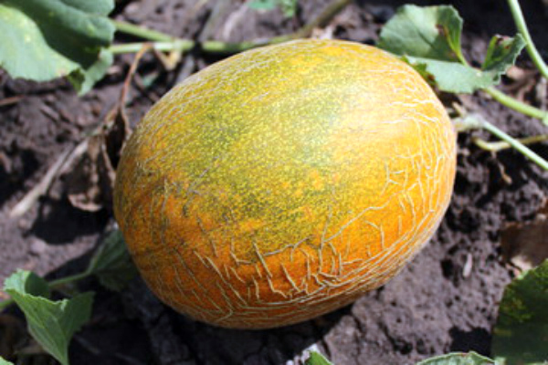 Melon Turkmen: features and advantages of the variety