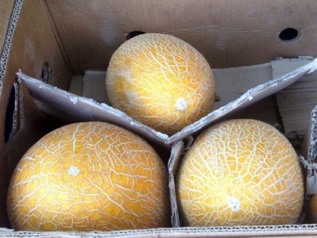 Melon Turkmenka: photo and description