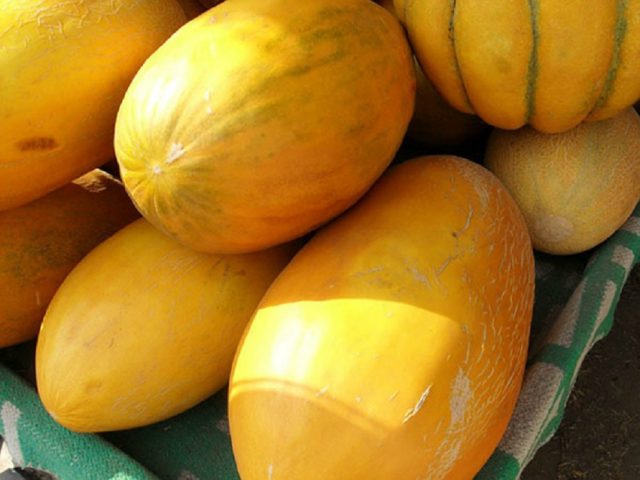 Melon Turkmenka: photo and description