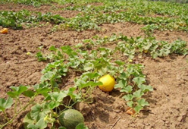 Melon Turkmenka: photo and description