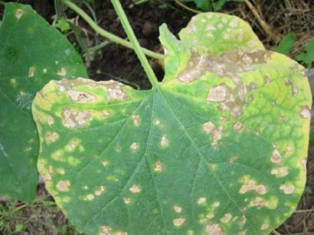 Melon Turkmenka: photo and description