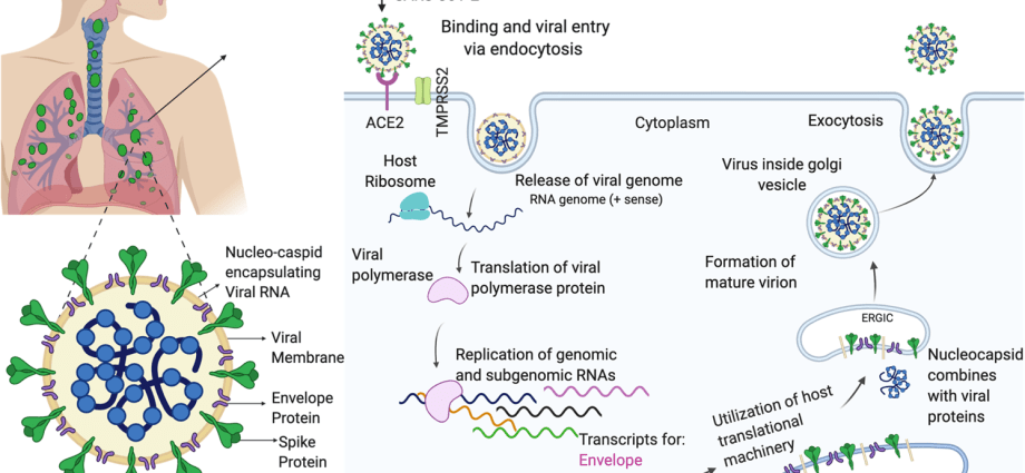 Men may be more susceptible to coronavirus infection because of a specific enzyme in the lungs