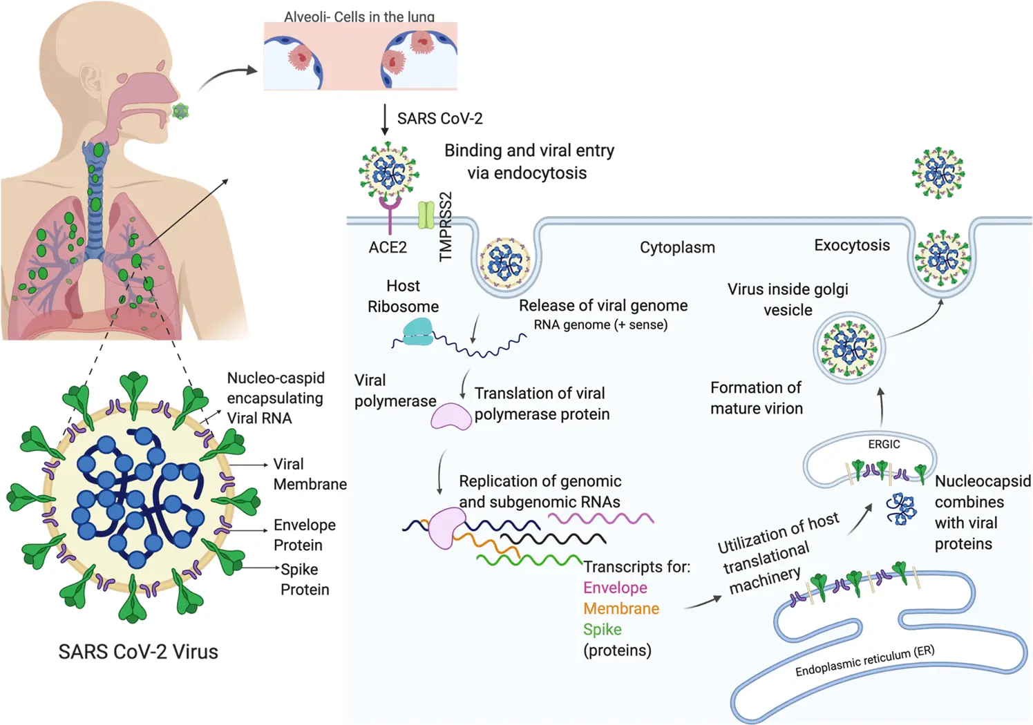 Men may be more susceptible to coronavirus infection because of a specific enzyme in the lungs