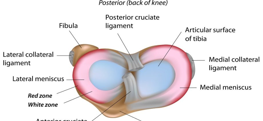 Meniscus &#8211; structure and functions. Causes, symptoms and treatment of meniscal injuries