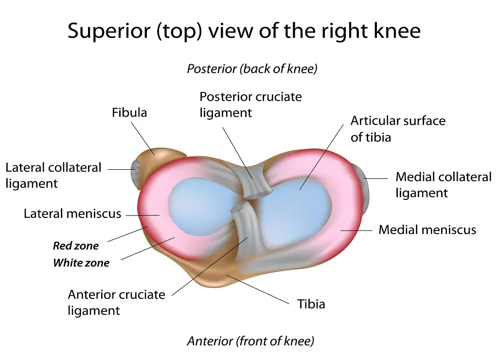 Meniscus &#8211; structure and functions. Causes, symptoms and treatment of meniscal injuries