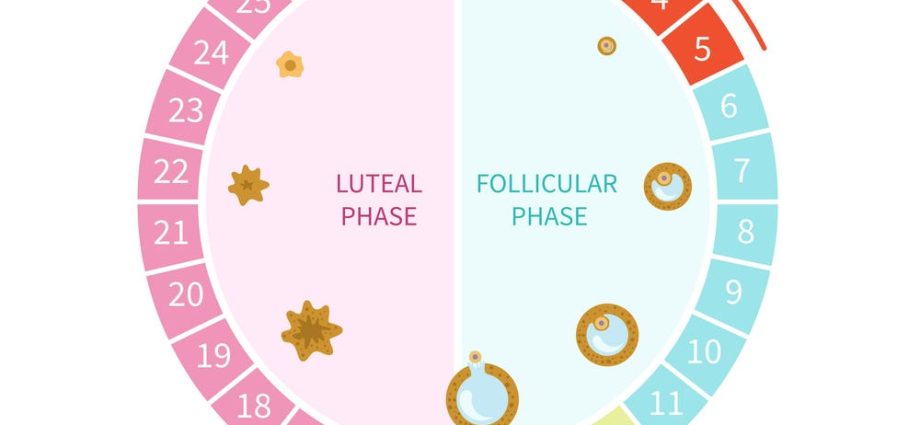 Menstrual cycles. Phases of monthly cycles