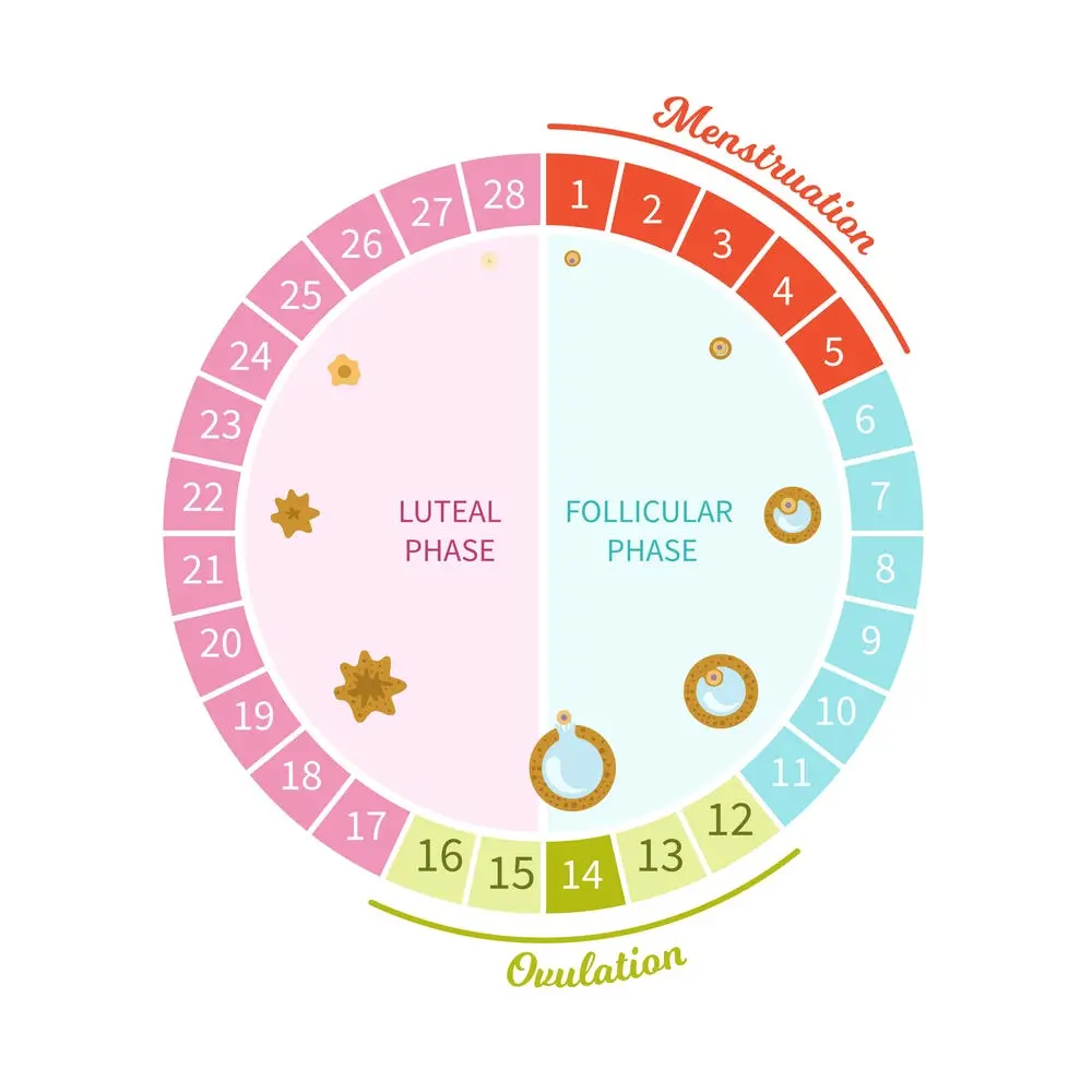 Menstrual cycles. Phases of monthly cycles