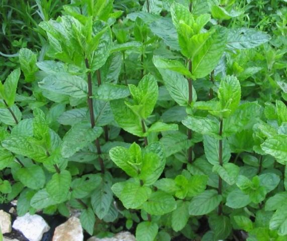 Menthol mint: photo and description, reviews, photos, useful properties, application