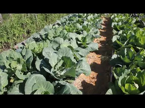 Menza cabbage: planting and care, pros and cons, reviews