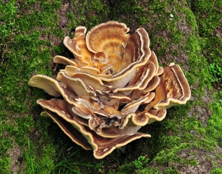 Meripilus giant (Meripilus giganteus) photo and description