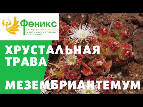 Mesembryanthemum (crystal chamomile): photo, planting dates, cultivation