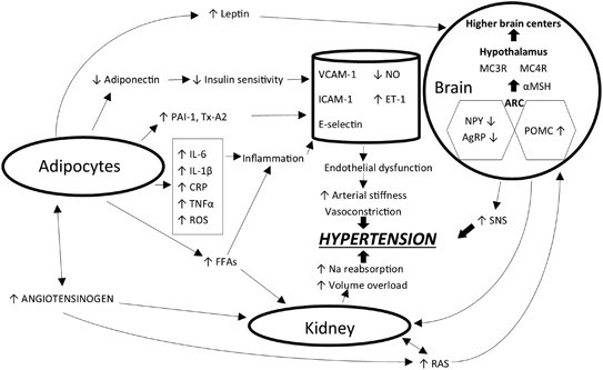 Metabolic profile, i.e. what tests for people with overweight and hypertension?