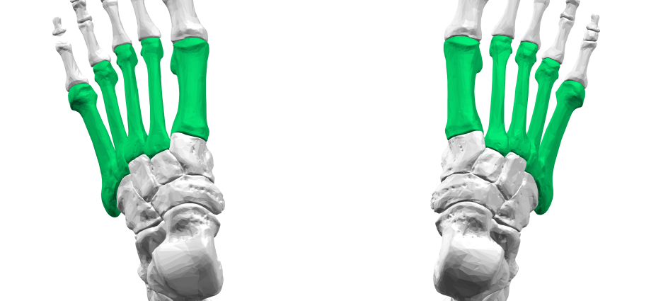 Metatarsus &#8211; structure, functions, role, injuries and diseases of the metatarsus