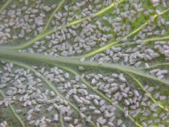 Methods for controlling pests and diseases of eggplant seedlings