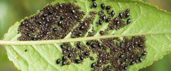 Methods for controlling pests and diseases of eggplant seedlings