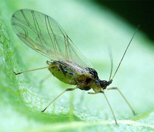 Methods for controlling pests and diseases of eggplant seedlings