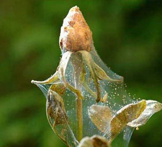 Methods for controlling pests and diseases of eggplant seedlings