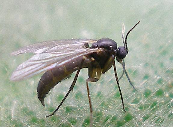 Methods for controlling pests and diseases of eggplant seedlings