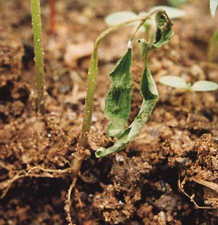 Methods for controlling pests and diseases of eggplant seedlings