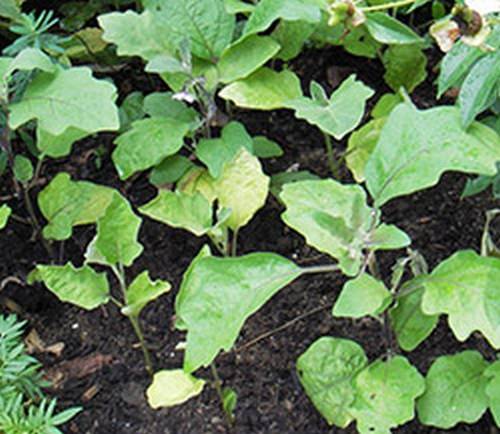 Methods for controlling pests and diseases of eggplant seedlings