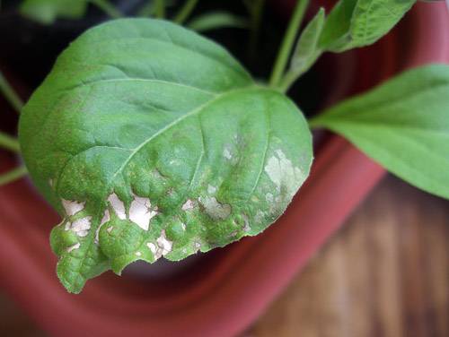 Methods for controlling pests and diseases of eggplant seedlings